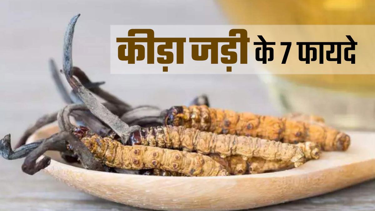 सिर्फ 1 जड़ी-बूटी से बढ़ाएं ताकत और सेक्स ड्राइव, जानें कीड़ा जड़ी के 7 चौंकाने वाले फायदे
