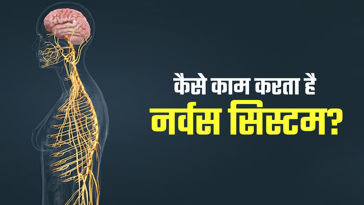 कैसे काम करता है नर्वस सिस्टम? जानें ठीक से काम न करने पर कौन सी समस्याएं हो सकती हैं