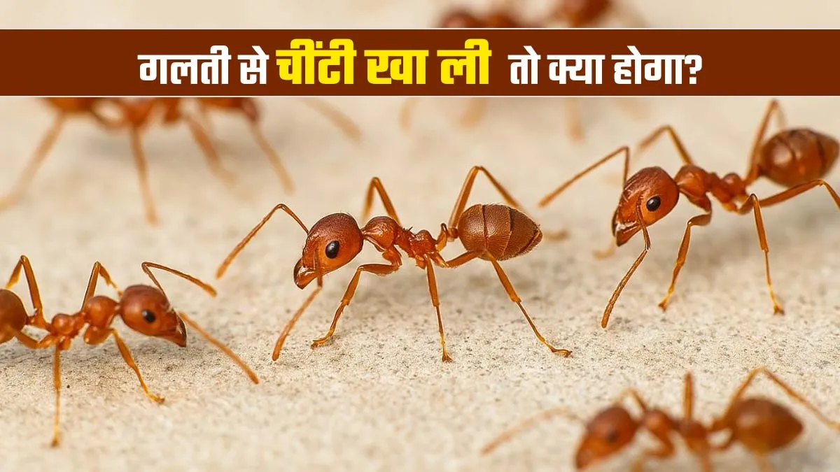 अगर भूल से खा ली चींटी, तो घबराएं नहीं! डॉक्टर से जानिए इसके फायदे और नुकसान