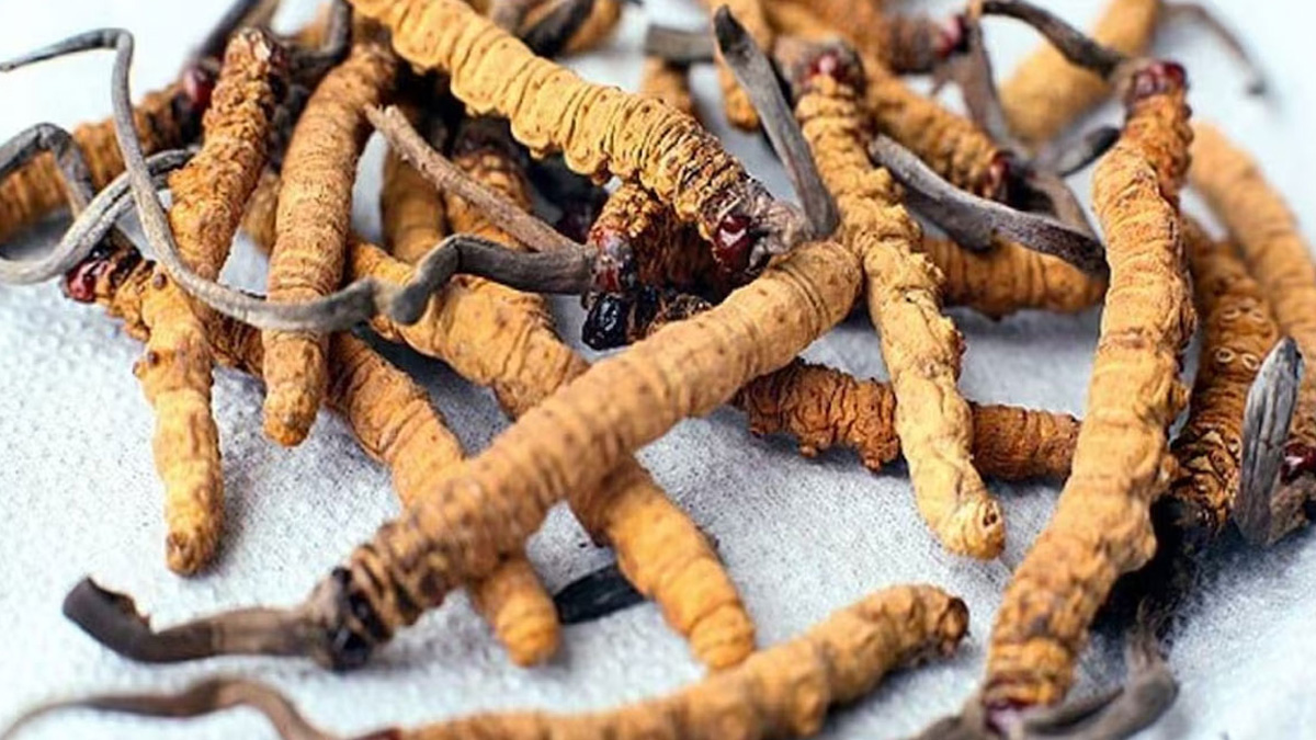 benefits of Cordyceps