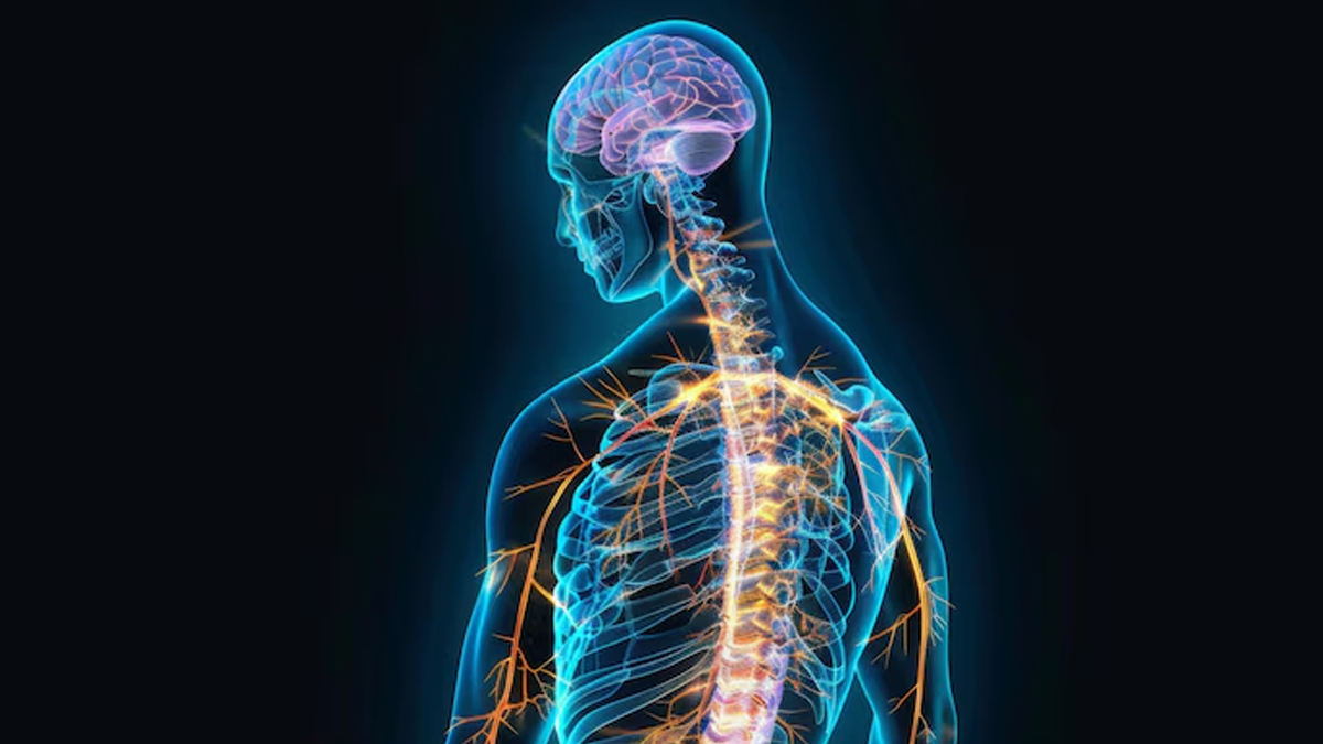 how nervous system works-inside