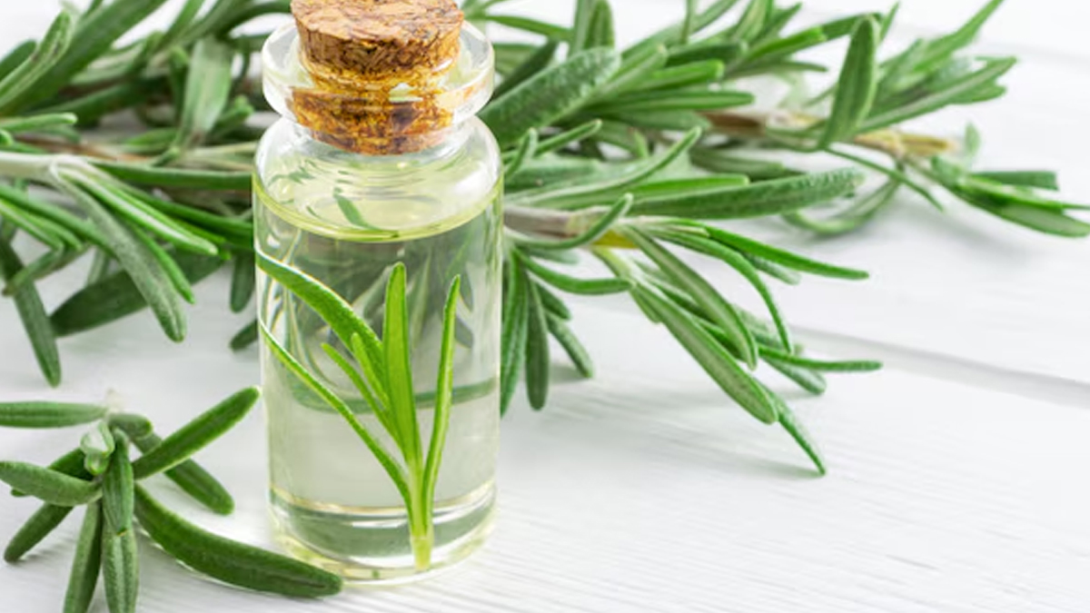 is rosemary oil good for oily scalp 02 (3)