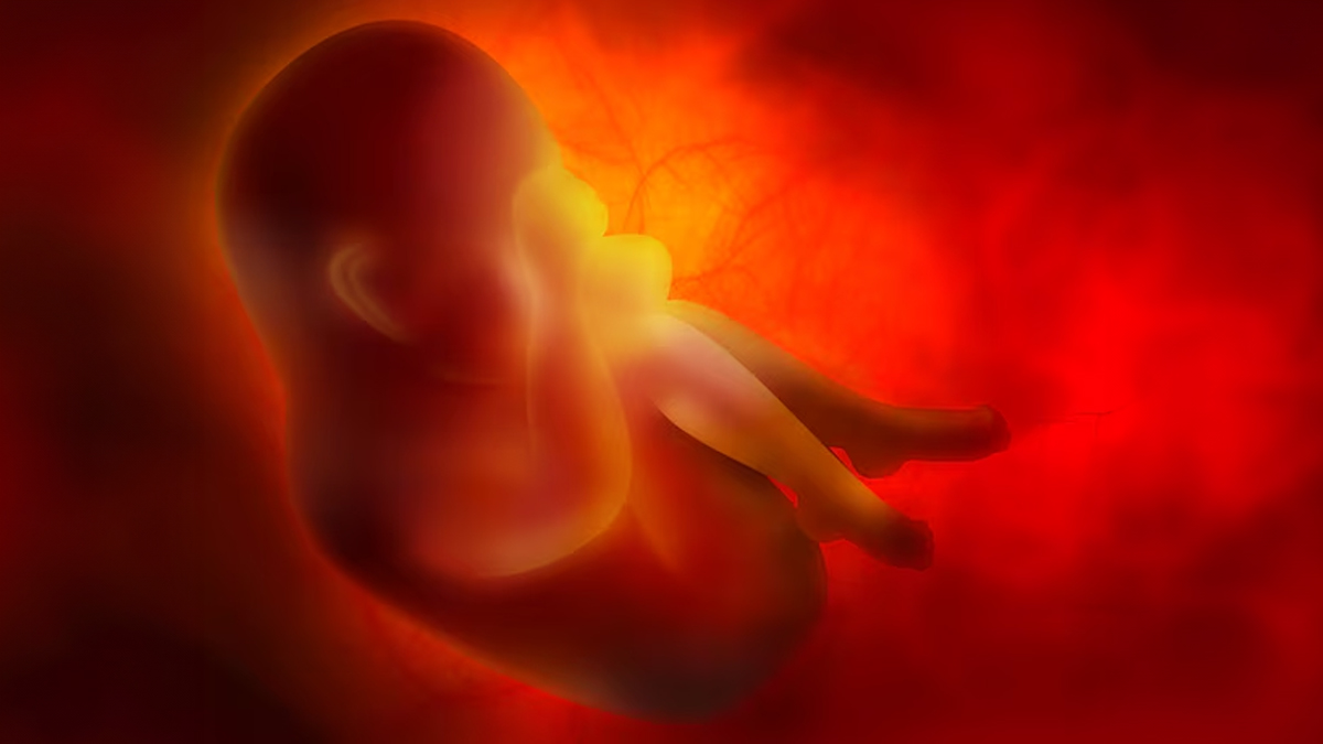 embryo-donation-inside