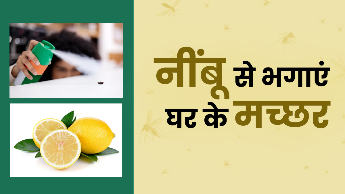मच्छरों से राहत चाहिए? नींबू के ये 4 घरेलू उपाय देंगे बिना केमिकल्स के छुटकारा