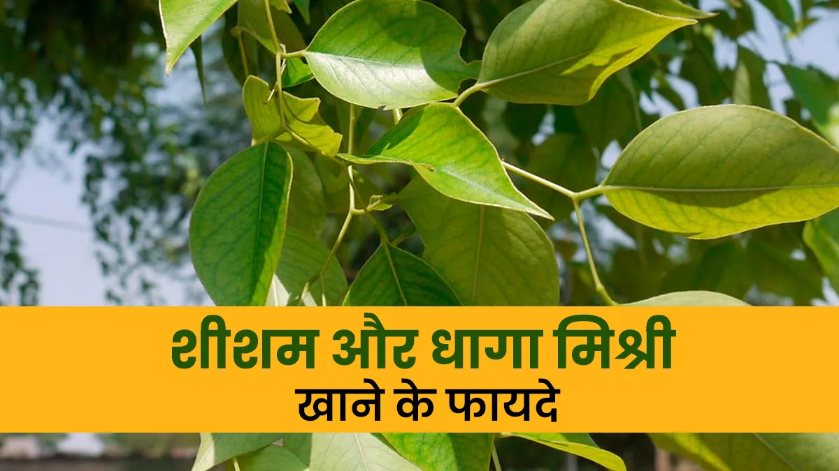 सेहत के लिए खजाने से कम नहीं शीशम और धागा मिश्री का सेवन, जानें खाने का सही तरीका
