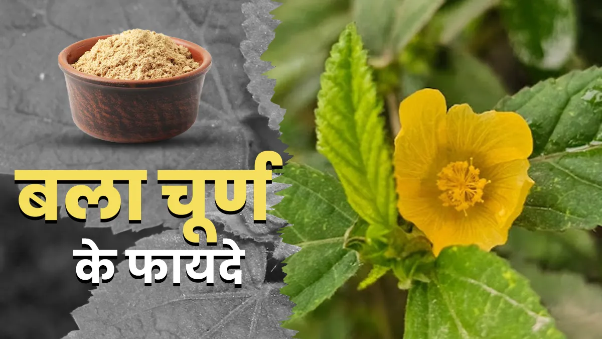 बला चूर्ण के फायदे: आयुर्वेद में क्यों माना जाता है इसे ताकत बढ़ाने वाली औषधि