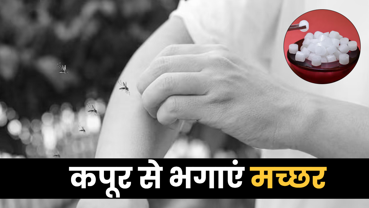 मच्छरों से परेशान हैं? कपूर का ये तरीका अपनाएं, तुरंत मिलेगी राहत
