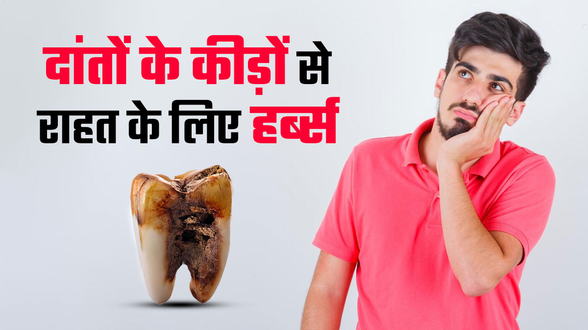दांत में लग गए हैं कीड़ें! इन 5 जड़ी-बूटियों के इस्तेमाल से खत्म होगी समस्या