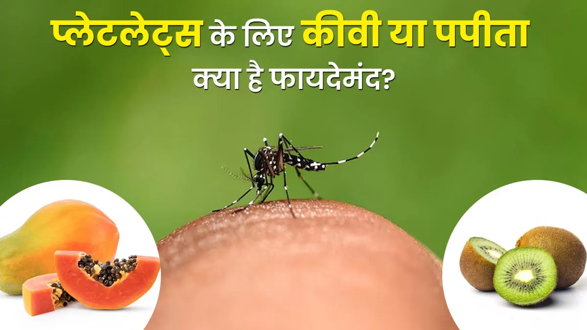 प्लेटलेट्स के लिए कीवी या पपीता क्या है ज्यादा बेहतर? एक्सपर्ट से जानें