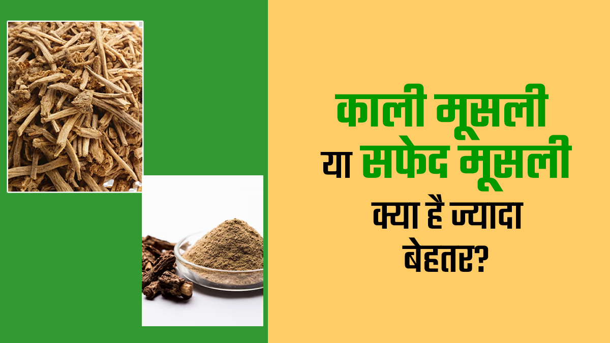 काली मूसली या सफेद मूसली: जानें स्वास्थ्य के लिए क्या है ज्यादा बेहतर
