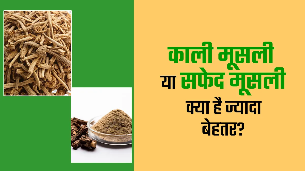 काली मूसली या सफेद मूसली: जानें स्वास्थ्य के लिए क्या है ज्यादा बेहतर