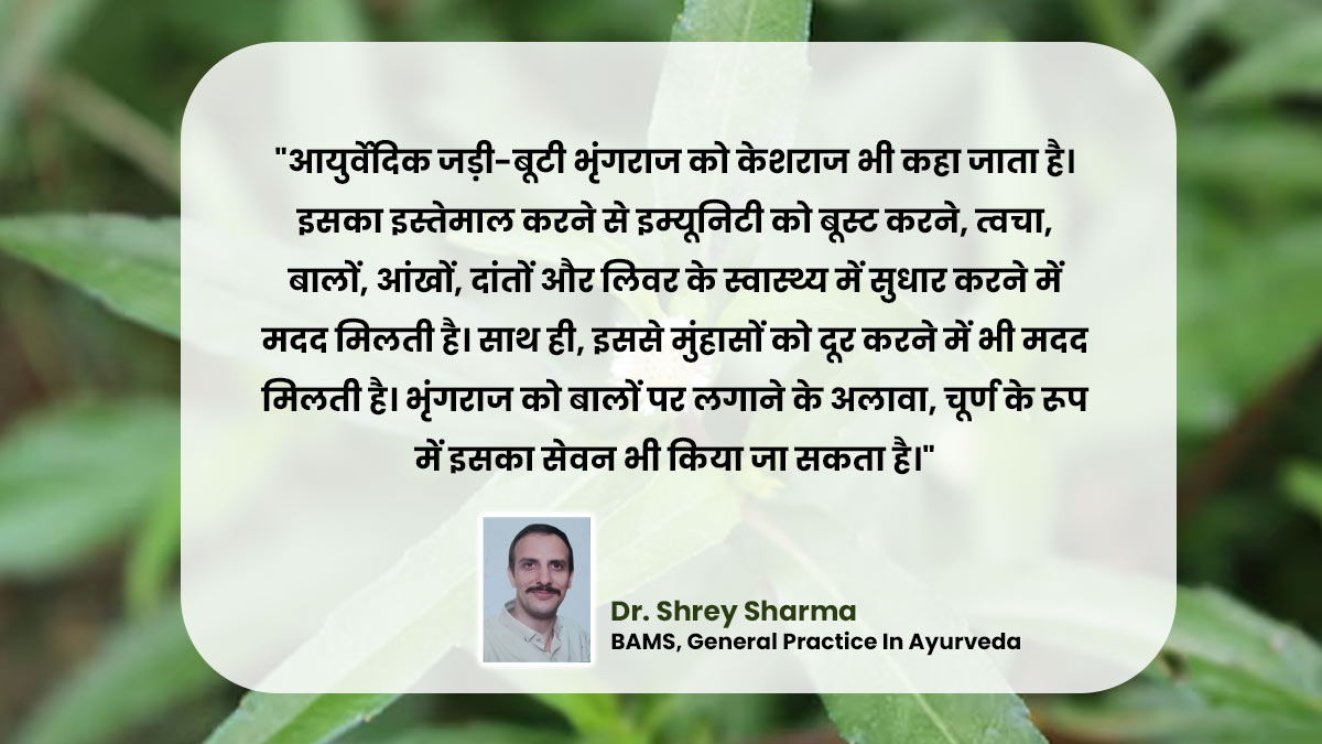 Bhringraj Benefits Side Effects And Its Uses In Hindi 01 (5)