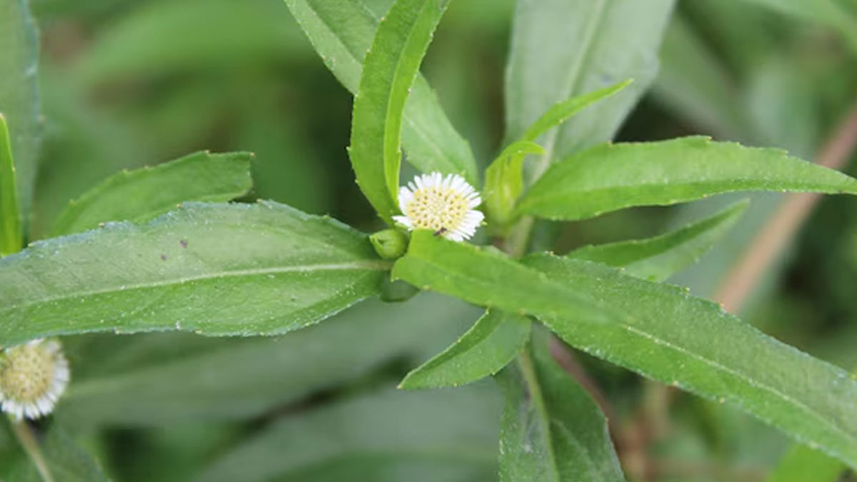 bhringraj benefits side effects and way to use it in hindi 02