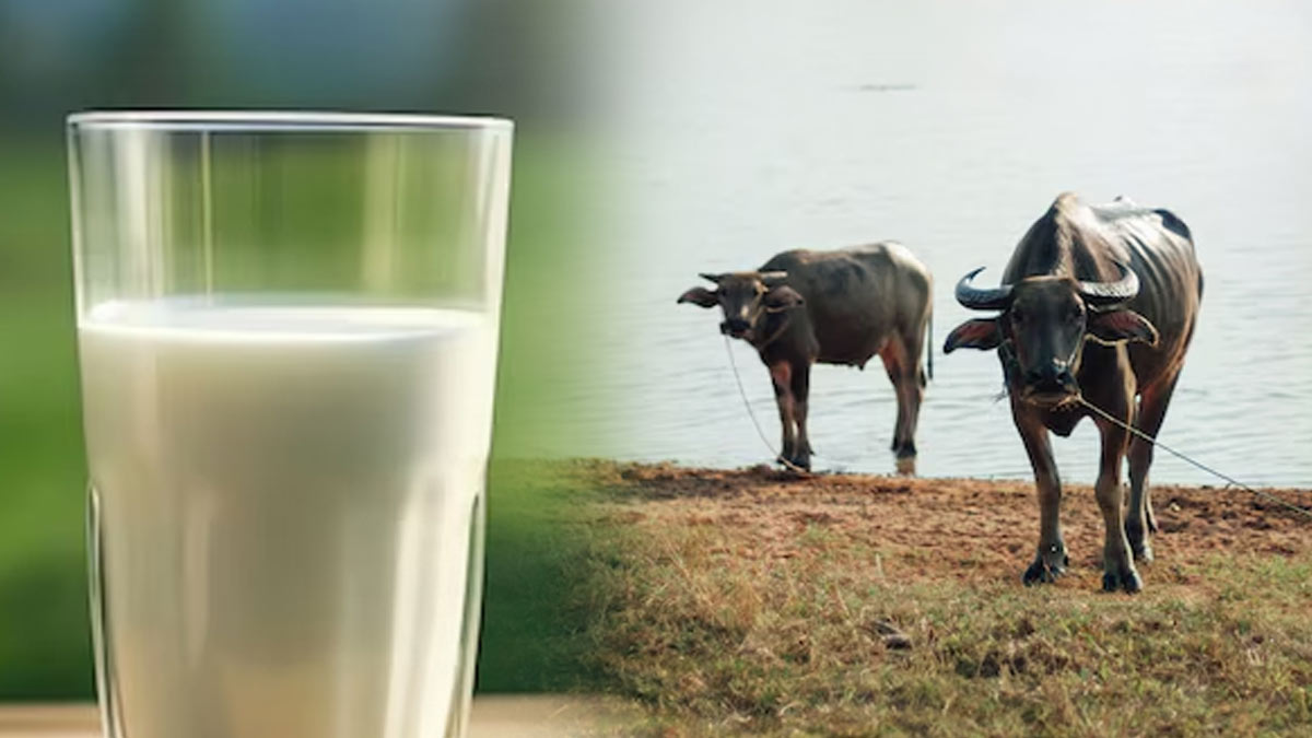 क्या भैंस का दूध पीने से कोलेस्ट्रॉल बढ़ता है? जानें दिल के मरीजों को इसे क्यों नहीं पीना चाहिए