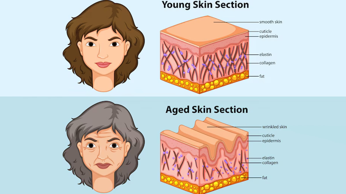 protein-collagen-importance