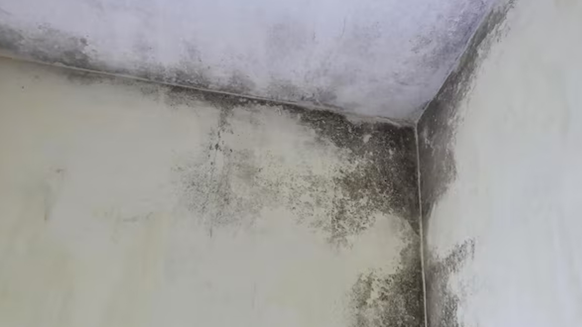 can dampness in walls cause health problems in hindi 01 (5)