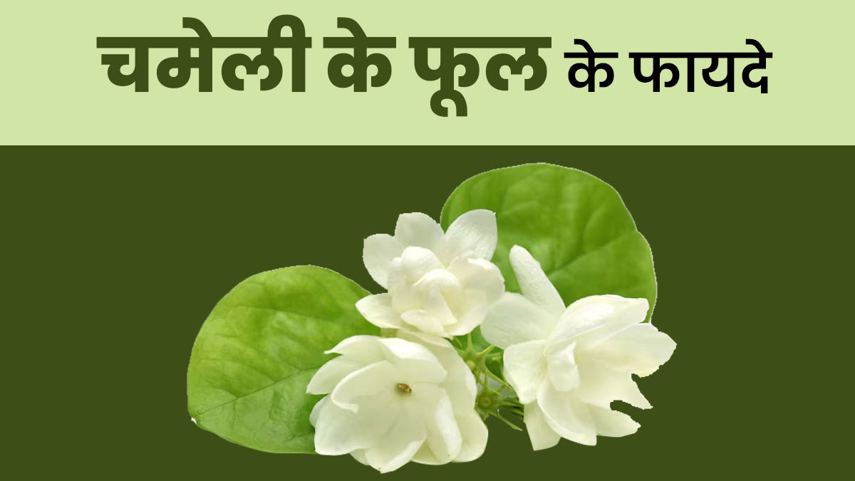 सेहत के लिए कारगर हैं चमेली के फूल, आयुर्वेदाचार्य से जानें फायदे