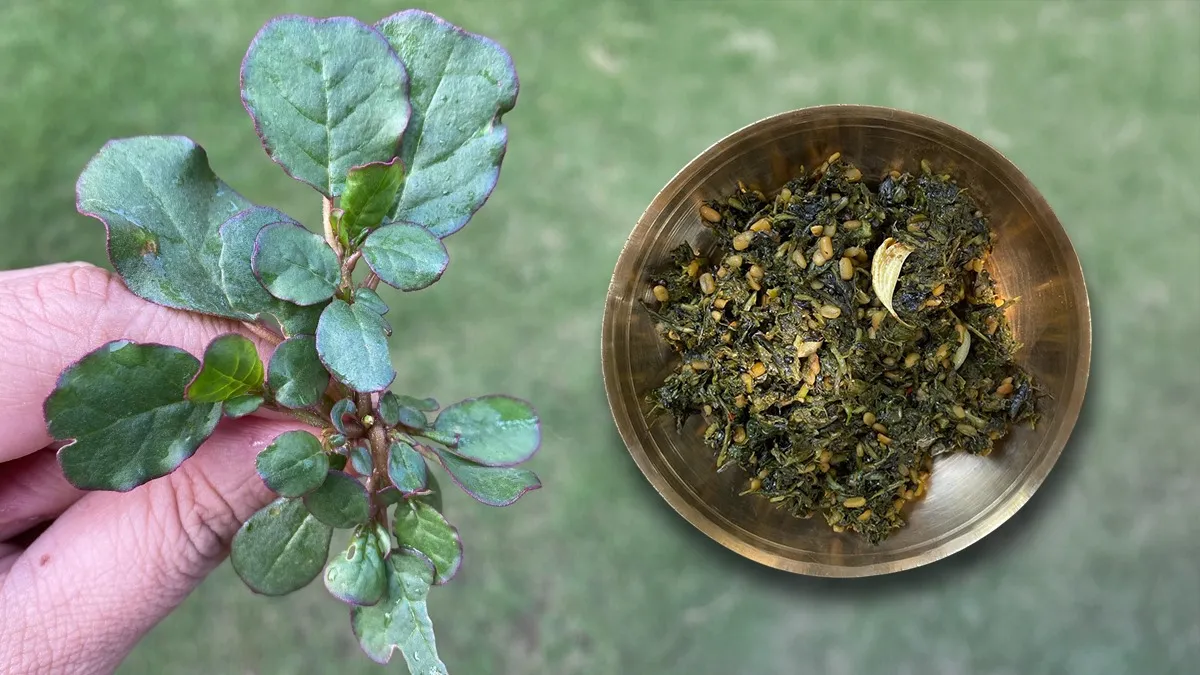 पुनर्नवा की बनाएं स्वादिष्ट सब्जी, जानें इसके अनेक फायदे और रेसिपी