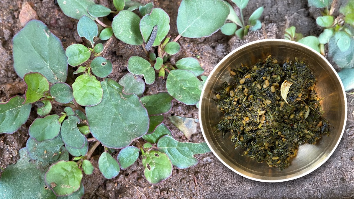 punarnava uses benefits