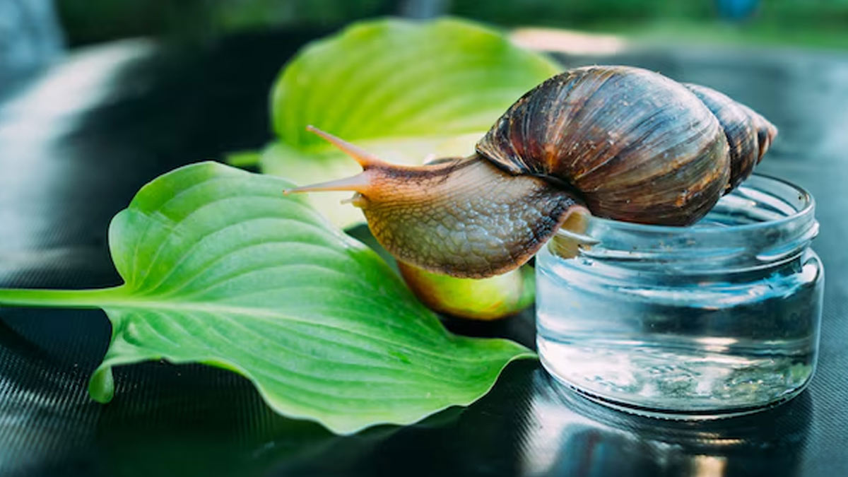 snail_mucin