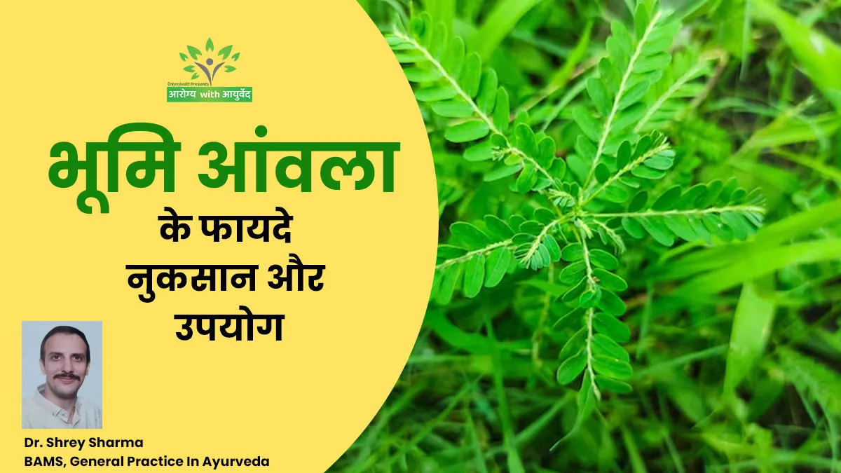 लिवर से लेकर पेट तक को हेल्दी रखता है भूमि आंवला, जानिए फायदे, नुकसान और उपयोग
