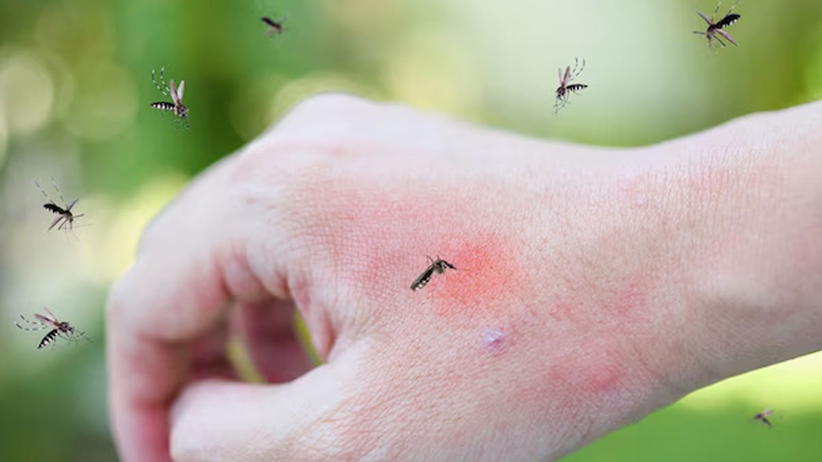 dengue cases in august