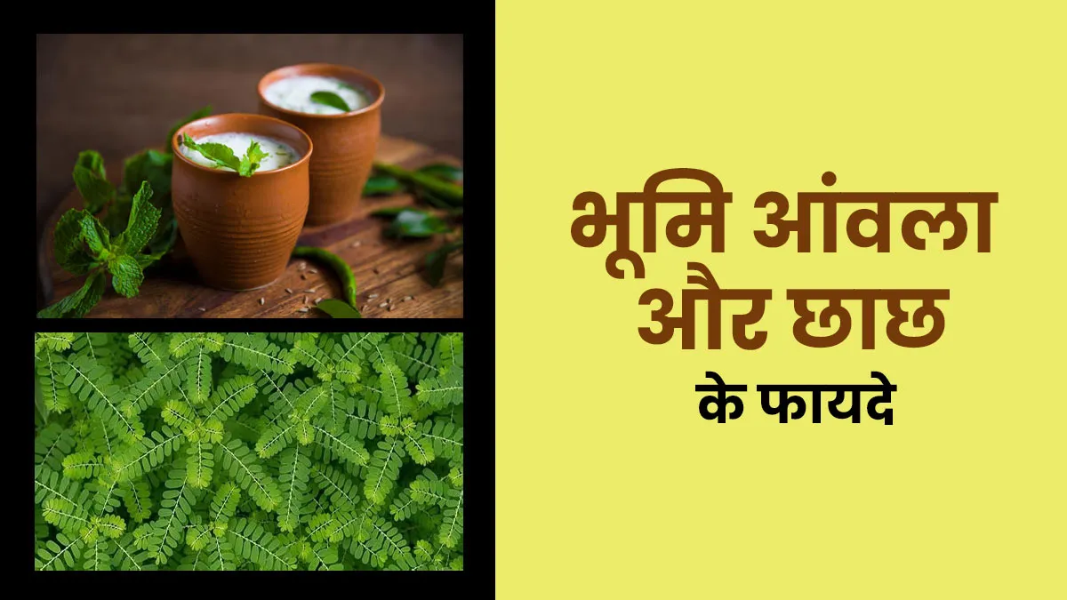भूमि आंवला और छाछ एक साथ लेने के क्या फायदे हैं? डॉक्टर से जानें