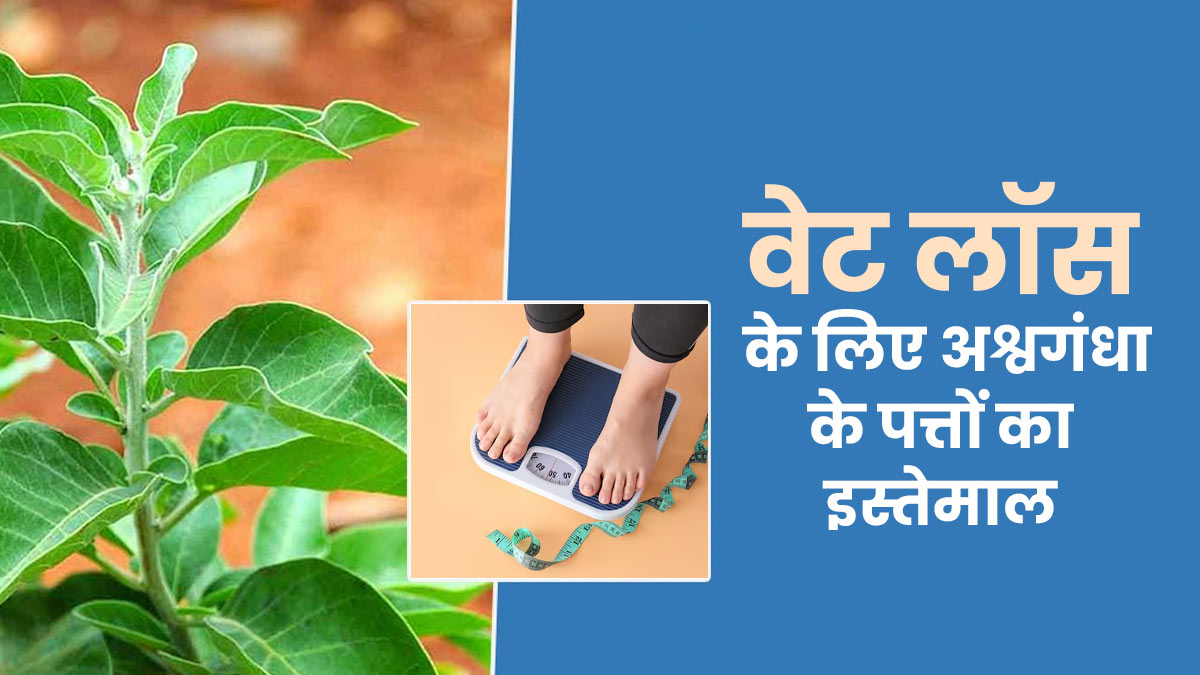 वजन घटाने के लिए अश्वगंधा के पत्तों का उपयोग कैसे करें? जानें आयुर्वेदिक एक्सपर्ट से