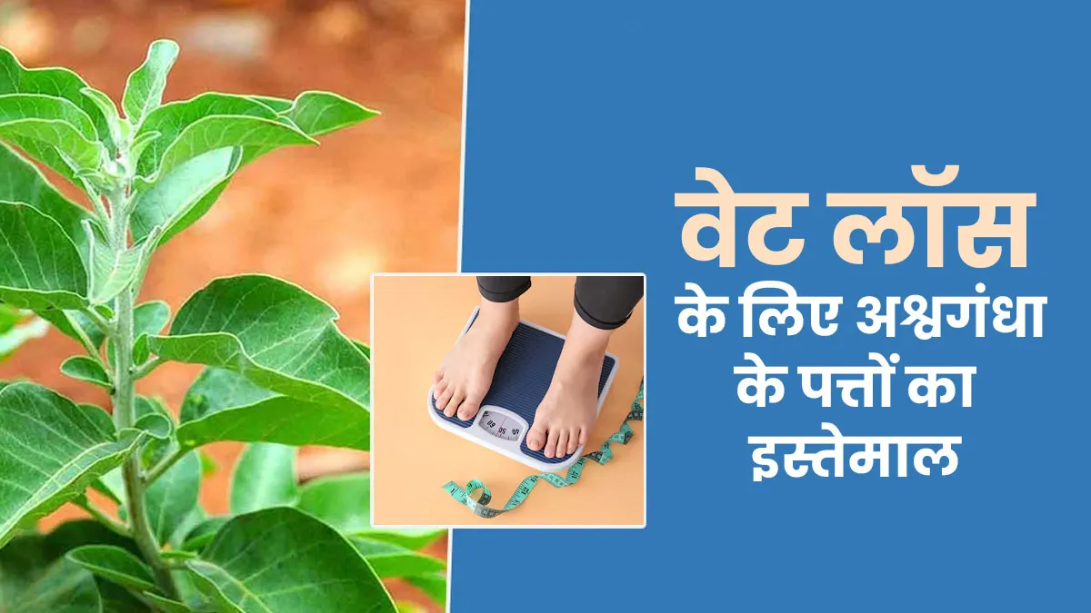 वजन घटाने के लिए अश्वगंधा के पत्तों का उपयोग कैसे करें? जानें आयुर्वेदिक एक्सपर्ट से