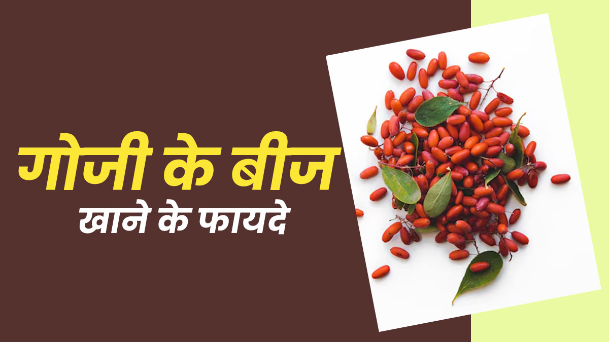 गोजी के बीज खाने के फायदे, एक्सपर्ट से जानें