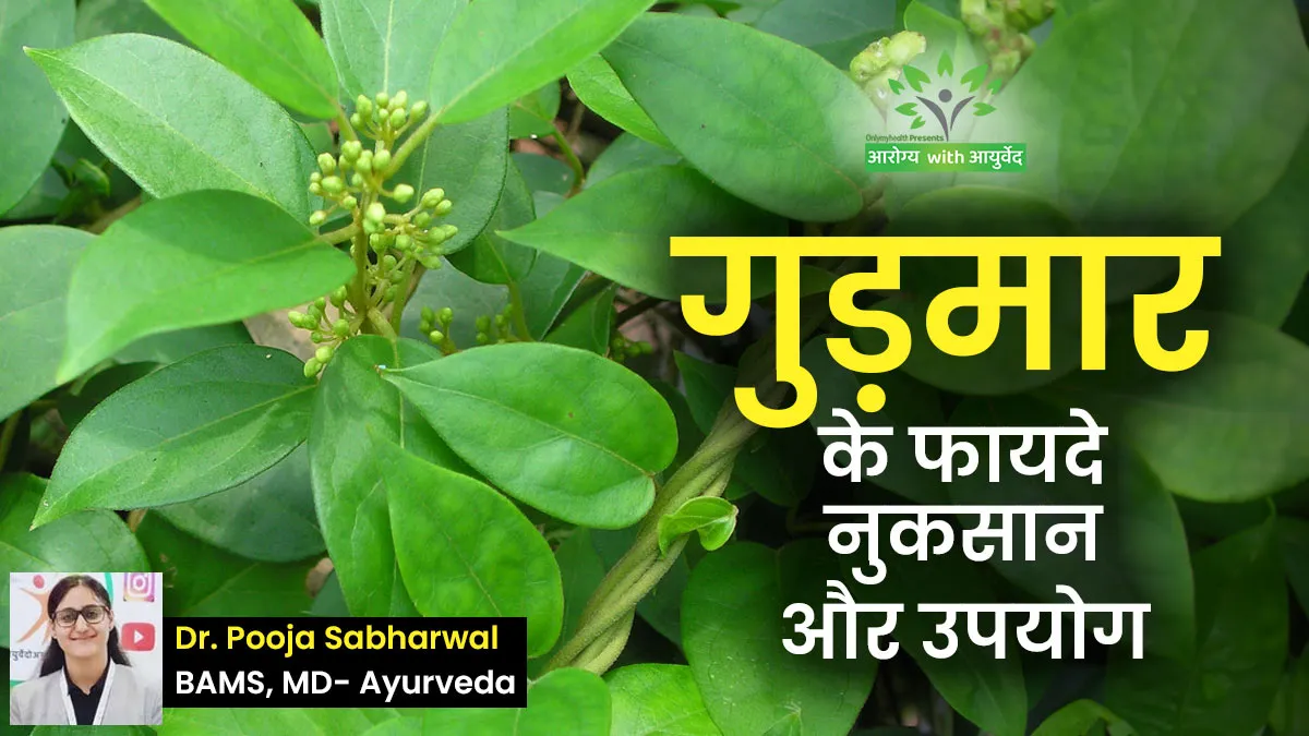 गुड़मार के फायदे, नुकसान और इसको खाने के सही तरीका क्या है? आयुर्वेदिक डॉक्टर से जानें