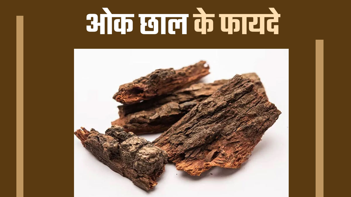 ओक छाल से स्वास्थ्य को मिलते हैं कई फायदे, जानें आयुर्वेदिक डॉक्टर से