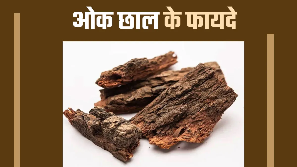 ओक छाल से स्वास्थ्य को मिलते हैं कई फायदे, जानें आयुर्वेदिक डॉक्टर से