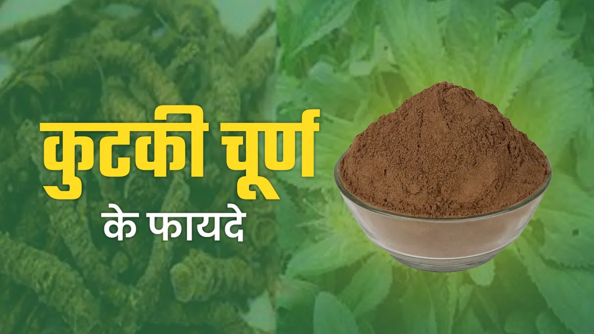 Kutki Churna: लिवर की सफाई से लेकर वजन घटाने तक, जानें कुटकी चूर्ण से सेहत को मिलने वाले फायदे