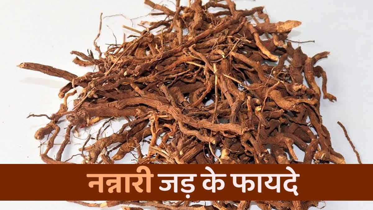 नन्नारी जड़ से मिलते हैं स्वास्थ्य को कई लाभ, जानें आयुर्वेदिक डॉक्टर से
