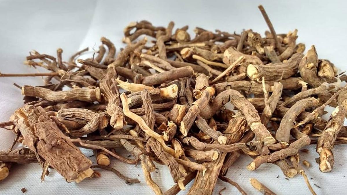 what is the benefit of nannari root in hindi 1