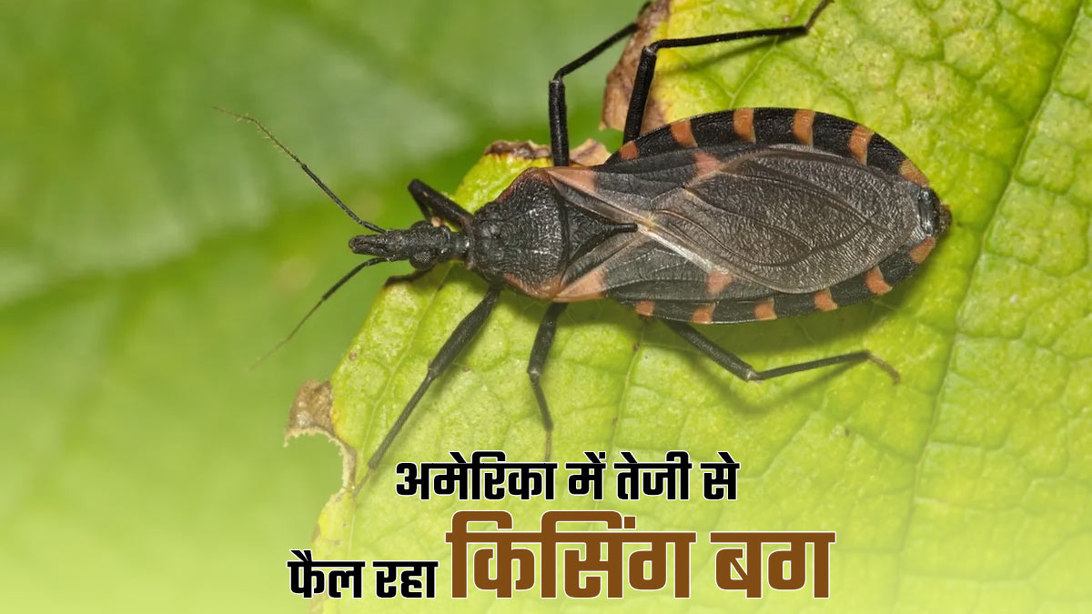 अमेरिका के 32 राज्यों में फैला किसिंग बग का प्रकोप, जानें क्यों खतरनाक है यह बीमारी