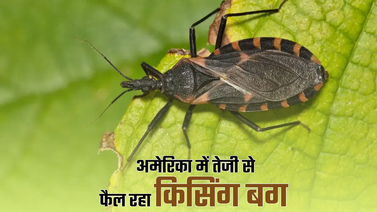 अमेरिका के 32 राज्यों में फैला किसिंग बग का प्रकोप, जानें क्यों खतरनाक है यह बीमारी