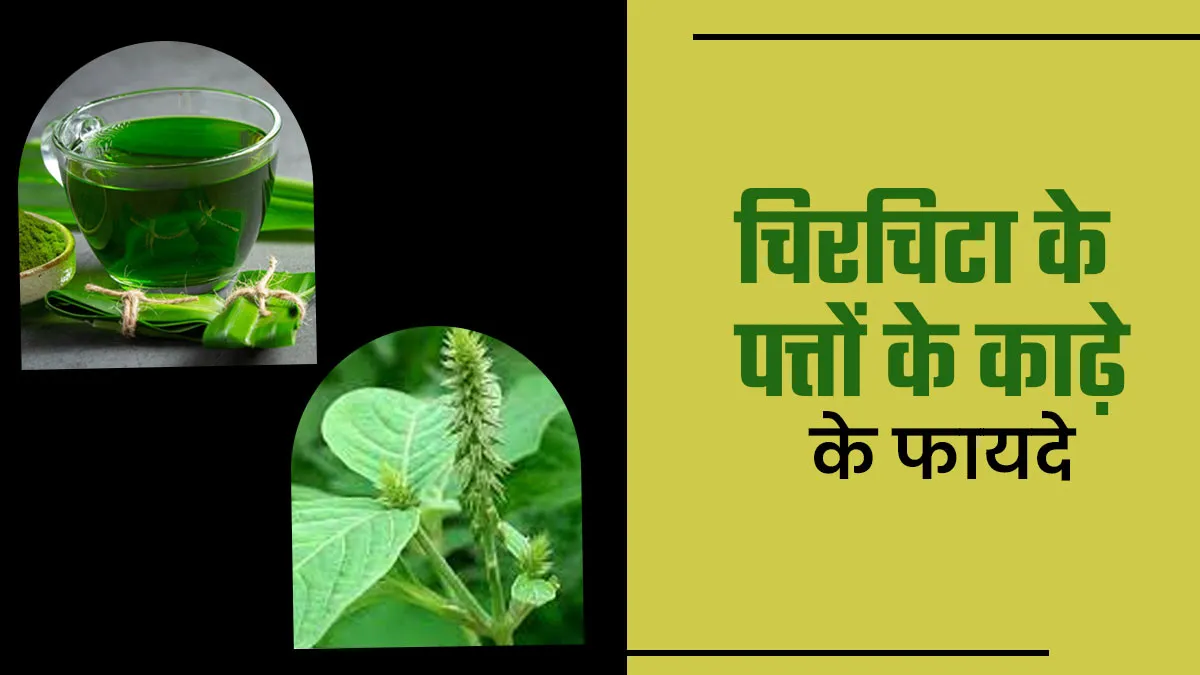 चिरचिटा के पत्तों के काढ़े के फायदे, आयुर्वेदिक डॉक्टर से जानें
