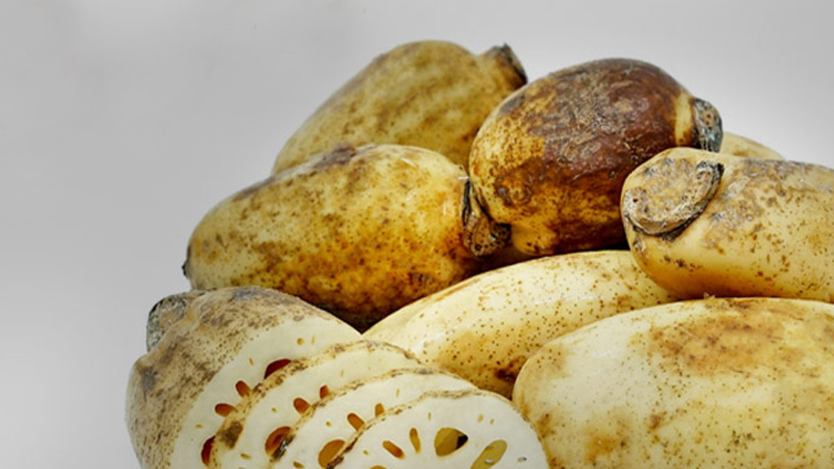 is lotus stem beneficial for kidney patients know from the expert in hindi 1