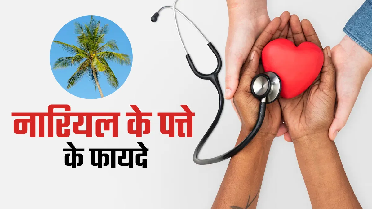 सेहत के लिए बेहद फायदेमंद है नारियल के पत्ते, जानें खाने का तरीका