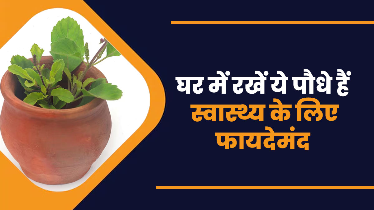 घर में जरूर रखें ये 3 पौधे, दूर होंगी कई समस्याएं