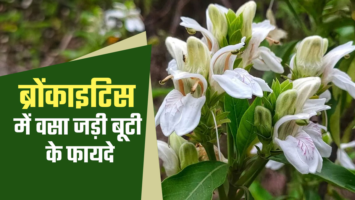 ब्रोंकाइटिस के मरीजों के लिए फायदेमंद है वसा जड़ी बूटी, एक्सपर्ट से जानें कब और कितना लें