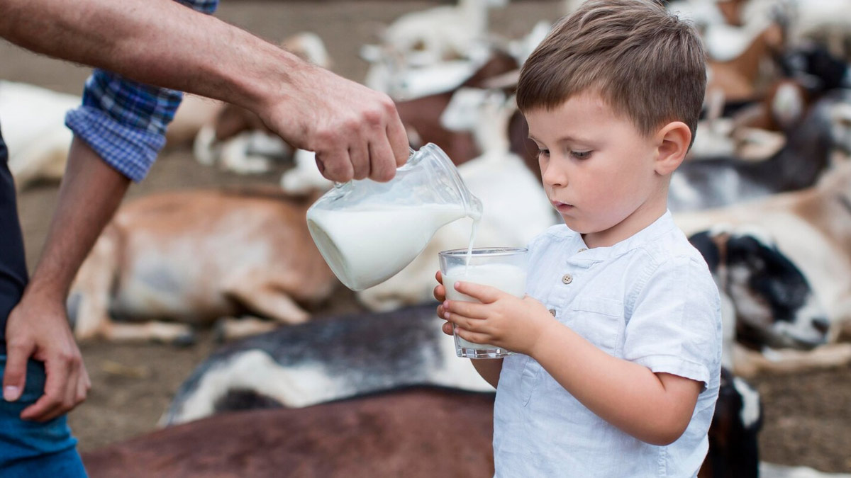 plant based milk vs cow milk