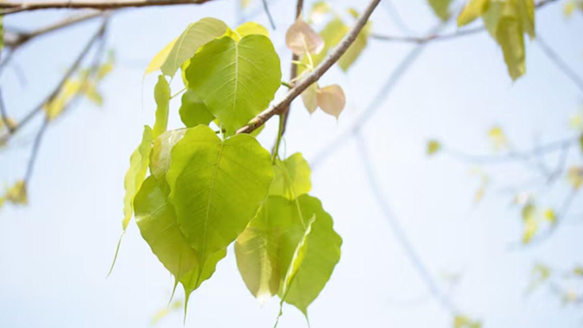 Benefits-of-Peepal-for-liver-inside