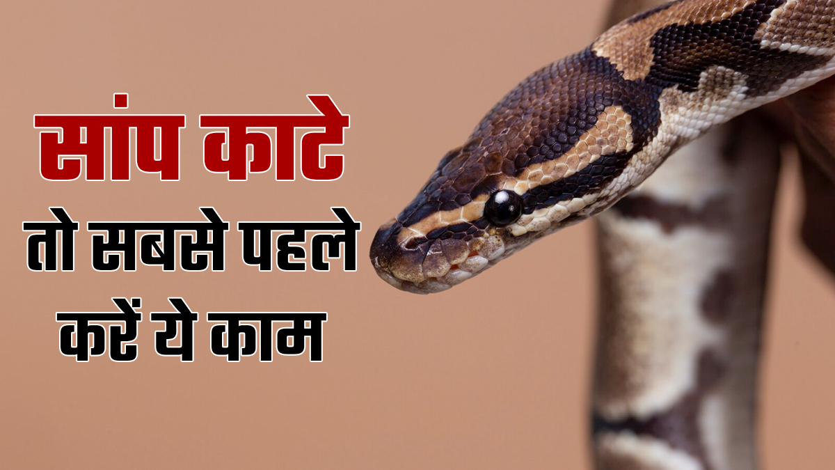 नोएडा में बढ़ा सांपों का आतंक, 4 महीनों में 143 लोगों को काटा, जानें सांप काटने पर तुरंत क्‍या करें?