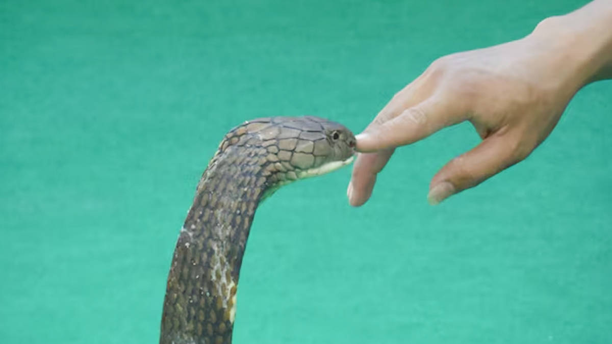 snake-bite-first-aid