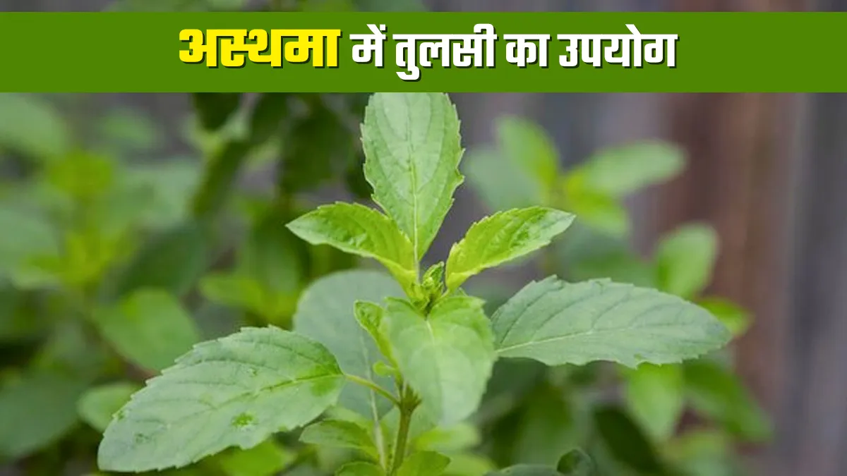 अस्थमा में तुलसी का उपयोग कैसे करें? एक्सपर्ट से जानें