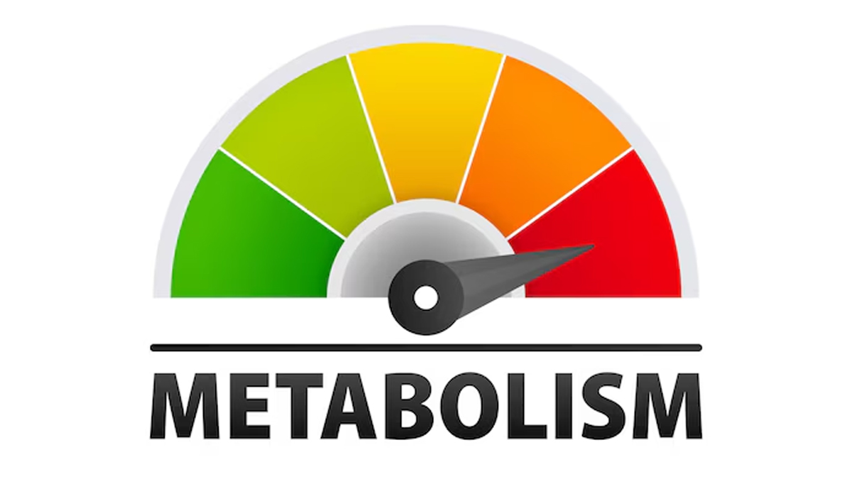 does your metabolism slow down during fasting 1 (7)