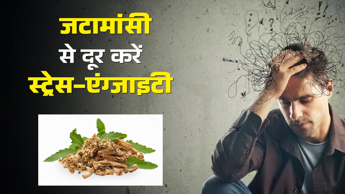 स्‍ट्रेस-एंग्‍जाइटी दूर करने में कारगर है जटामांसी, इन एक्‍सपर्ट ट‍िप्‍स के साथ करें सेवन